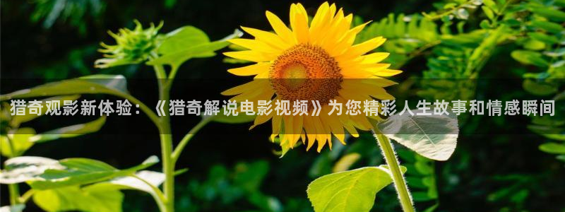 首页西瓜影院：猎奇观影新体验：《猎奇解说电影视频》为您精彩人生故事和情感瞬间
