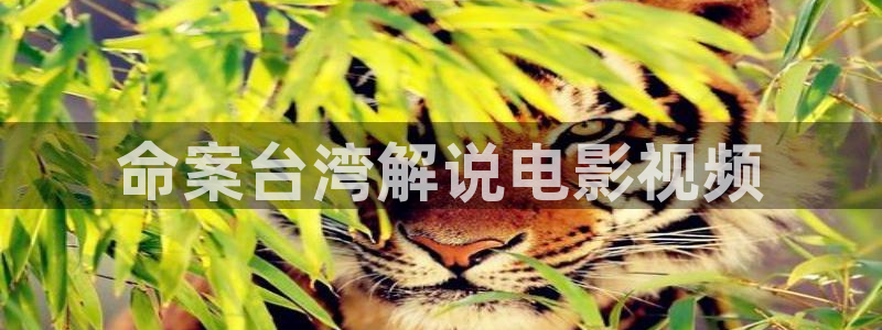 西瓜免费观看在线