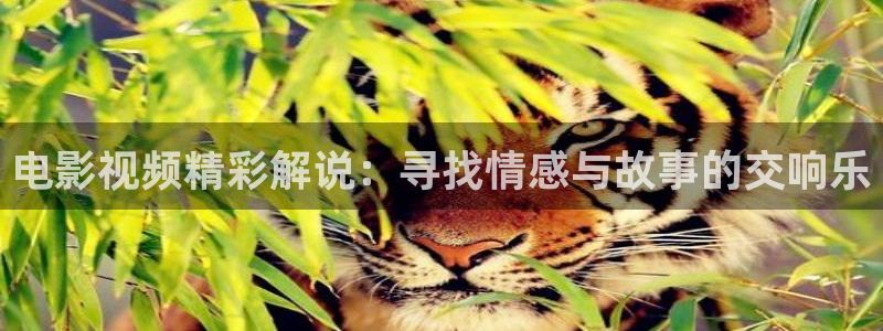 西瓜电影三级：电影视频精彩解说：寻找情感与故事的交响乐